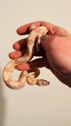 Boa contrictor albino kahl , ( hypo ), Dieren en Toebehoren, Slang, 0 tot 2 jaar