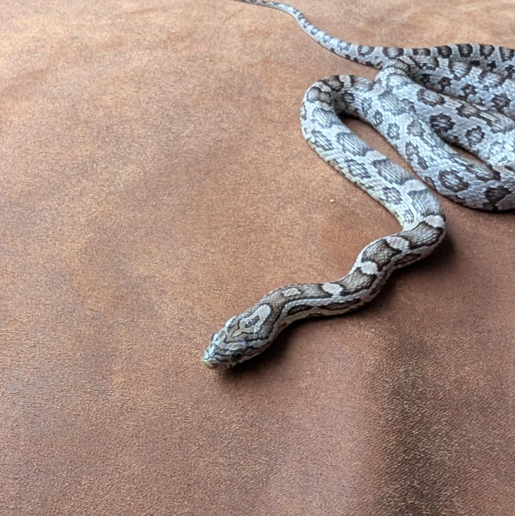 Koppel Anery Tessera 100% het. Microscale, Ultra, amel, etc, Dieren en Toebehoren, Reptielen en Amfibieën, Slang, 3 tot 6 jaar