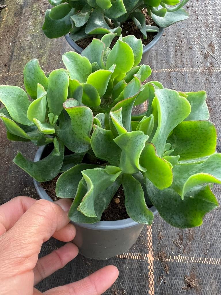 Jade plant - Crassula aloe Arborescens curly green, Ophalen of Verzenden, Halfschaduw, Minder dan 100 cm