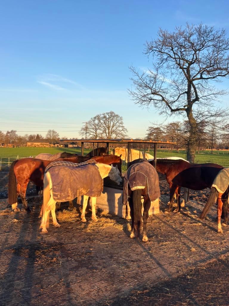 24/7 plek in Ede, Weidegang