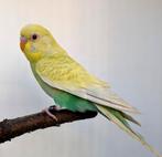 Dun fallow greywing aqua/blackface,blackwing, Meerdere dieren, Parkiet