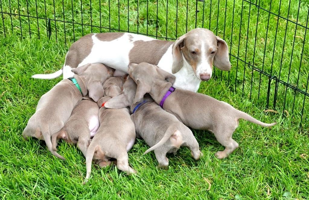 Prachtige kaninchen teckel pups reutjes, Dieren en Toebehoren, Honden | Teckels en Dashonden, 8 tot 15 weken, Korthaar, Dwerg