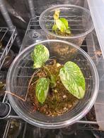 Monstera Starlight TC, Ophalen of Verzenden, Halfschaduw, Minder dan 100 cm