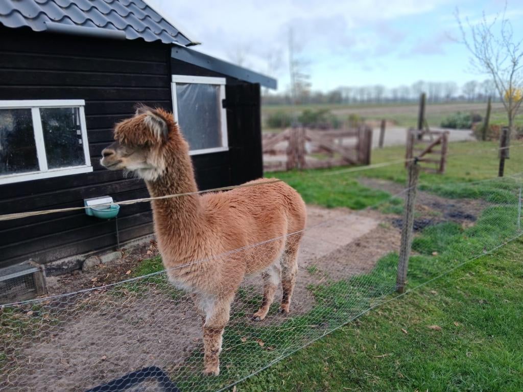 Te koop alpaca dekhengst, Ophalen of Verzenden, Vee