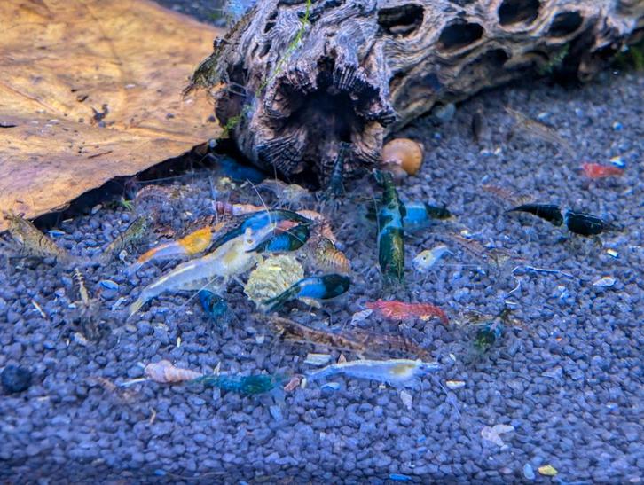 Neo caridina garnalen uitgeselecteerd, Dieren en Toebehoren, Vissen | Aquariumvissen, Kreeft, Krab of Garnaal