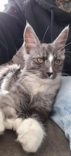 Maine coon Kater Polydactyl, Meerdere dieren, Kortharig