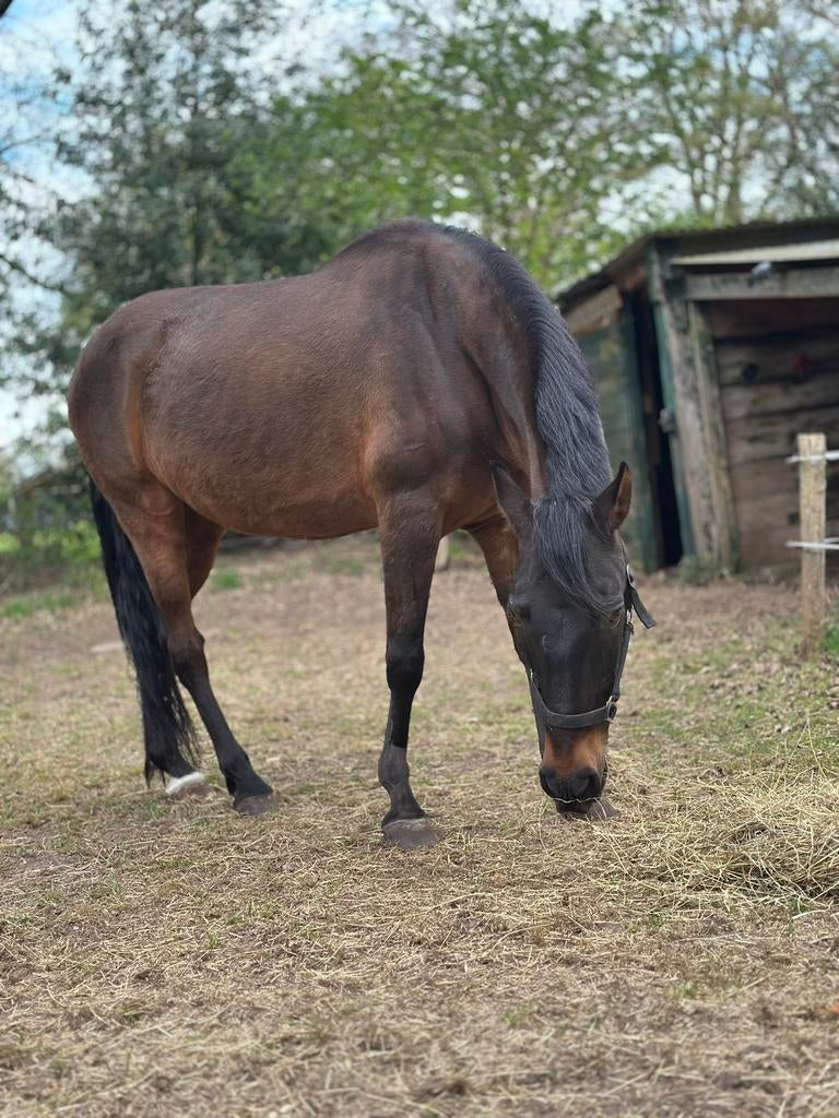 Super brave en eerlijke ruin, Gechipt, Minder dan 160 cm, Ruin, 11 jaar of ouder
