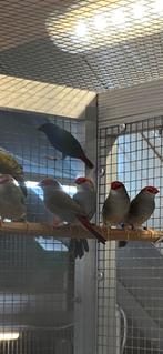 Dornastrilde’s, Meerdere dieren, Tropenvogel, Geringd