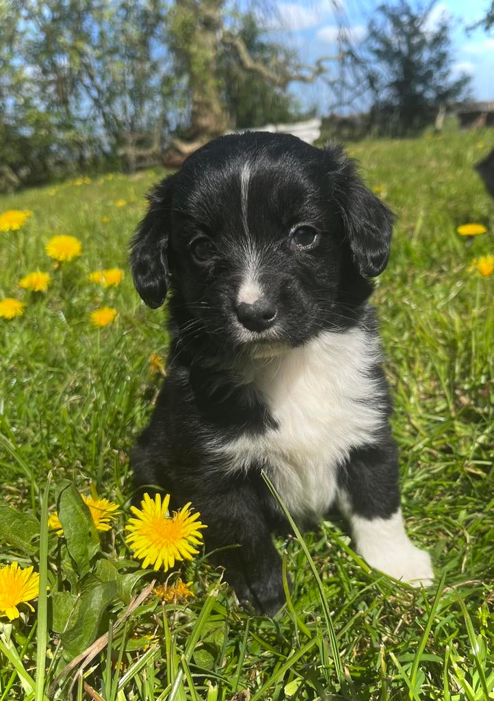Prachtige Markiesje/Kooikerhondje pups!, Dieren en Toebehoren, Nederland, Parvo, Overige rassen, 8 tot 15 weken