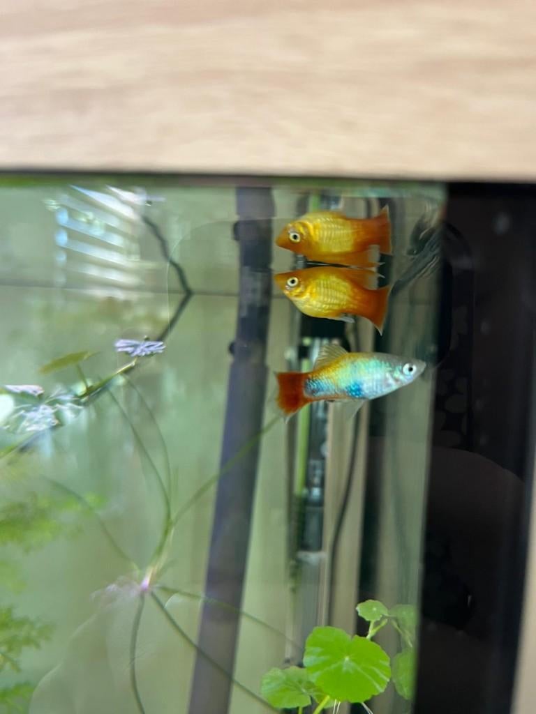 2 mooie platy's, Dieren en Toebehoren, Vis, Zoetwatervis