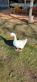 Tamme gans, Dieren en Toebehoren, Mannelijk, Gans of Zwaan