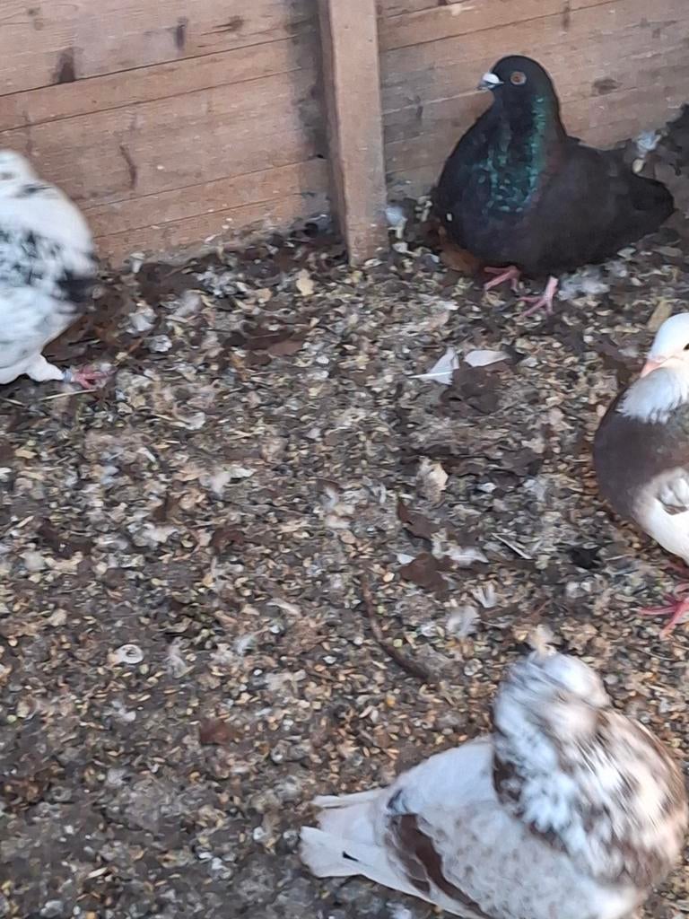 Gaditano duiven, Dieren en Toebehoren, Meerdere dieren, Overige soorten