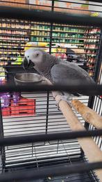 papegaai, Dieren en Toebehoren, Vogels | Parkieten en Papegaaien, Geslacht onbekend, Papegaai