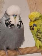 Engelse parkieten, Dieren en Toebehoren, Vogels | Parkieten en Papegaaien, Meerdere dieren, Parkiet, Geringd