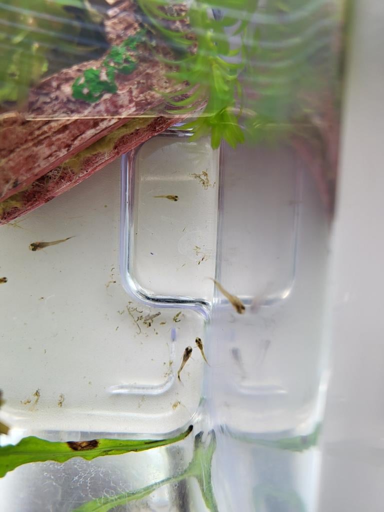 Jonge baby guppies, Dieren en Toebehoren, Vissen | Aquariumvissen, Vis
