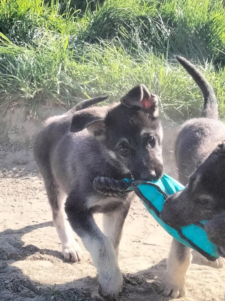 Oost Europese herder pups, 8 tot 15 weken, Meerdere, Meerdere dieren, Herder
