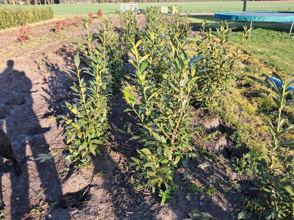 Laurier caucasica, Tuin en Terras, Ophalen, Laurier, Haag, 100 tot 250 cm