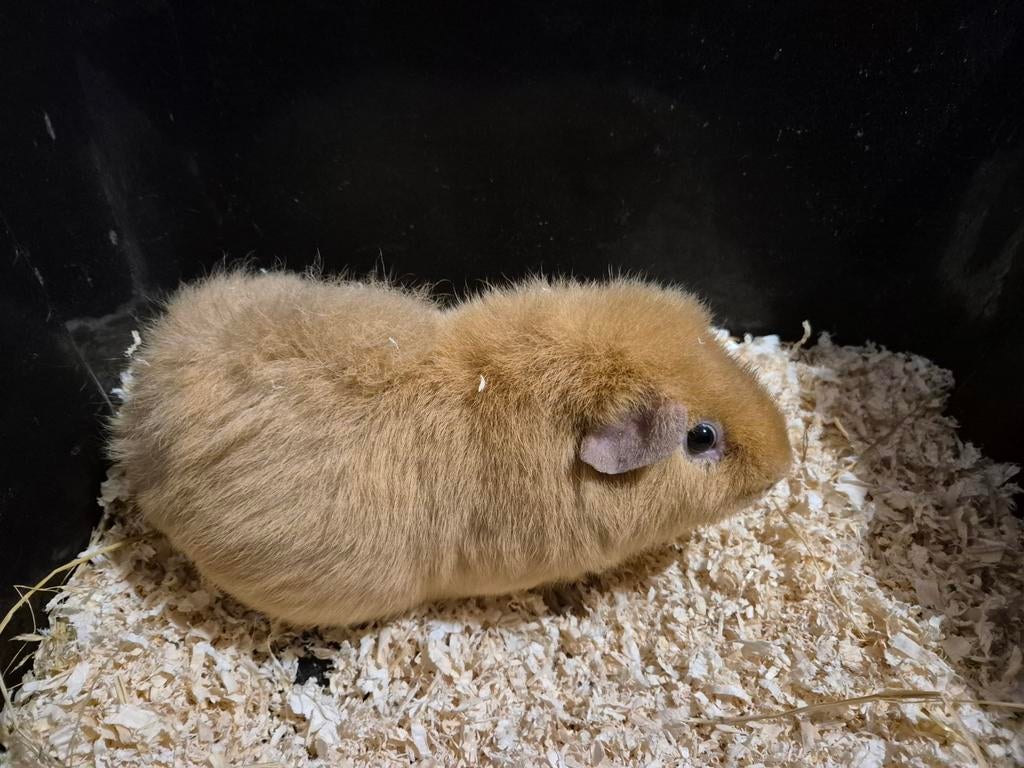 Mooie lieve creme US TEDDY beer, Dieren en Toebehoren, Cavia, Mannelijk, Mei, Tam