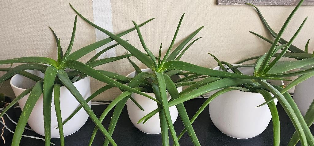 Aloe Vera, Huis en Inrichting, Kamerplanten, Ophalen, Halfschaduw, Minder dan 100 cm, Groene kamerplant