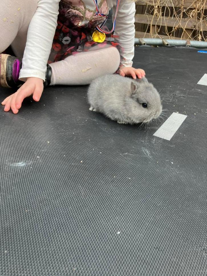 Jonge kleurdwerg konijntjes, Dieren en Toebehoren, Konijnen, Groot, Mannelijk