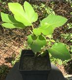 vijgenboompje, Ophalen, Minder dan 100 cm, Lente, Volle zon