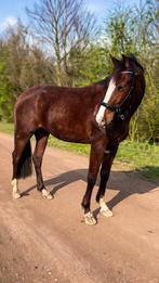 Lieve 5-jarige merrie (153 cm) braaf en ongecompliceerd, Dieren en Toebehoren, Pony's, Dressuurpony, Zadelmak, 3 tot 6 jaar, Merrie