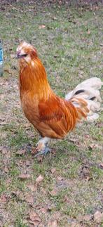 Haan zoekt eigen toom, Dieren en Toebehoren, Pluimvee, Mannelijk, Kip