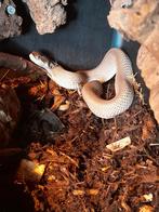 1.0 heterodon superconda nk 23, Dieren en Toebehoren, Slang, 3 tot 6 jaar
