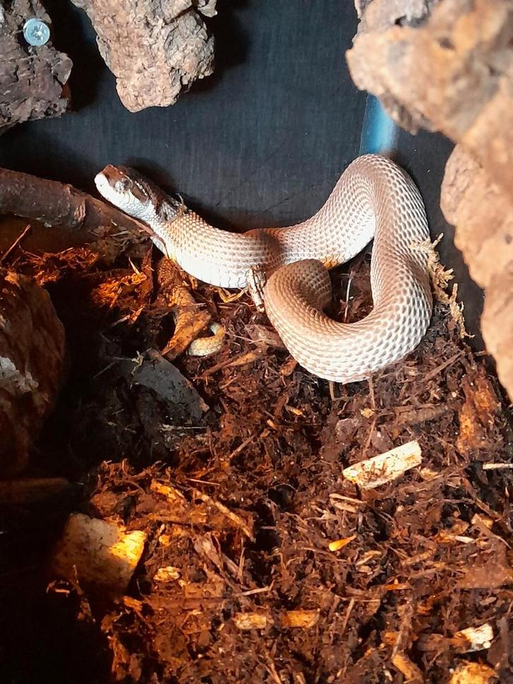 1.0 heterodon superconda nk 23