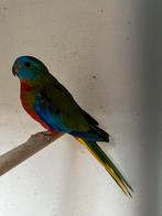 Koppel turquoisine parkieten roodbuik, Meerdere dieren, Parkiet