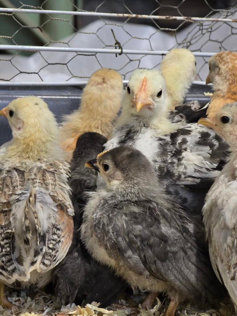 Chabo kuikentjes (hennetjes), Dieren en Toebehoren, Pluimvee, Geslacht onbekend, Kip