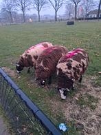Mooie bonte schapen te koop, Dieren en Toebehoren, Meerdere dieren, Schaap, 0 tot 2 jaar