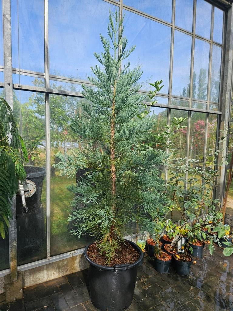 Sequoiadendron giganteum Glaucum / grote boom 200cm‼️‼️, Bloeit niet, 400 cm of meer, Ophalen, Volle zon