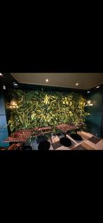 Groene wand, Ophalen, Volle zon, 200 cm of meer