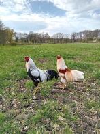 Twentse hoenders  / twents hoen, Mannelijk, Kip