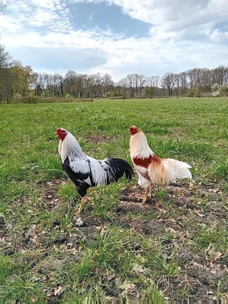 Twentse hoenders  / twents hoen, Dieren en Toebehoren, Pluimvee, Kip, Mannelijk