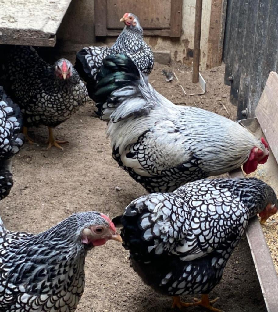 broedeieren wyandotte zilver kriel, Dieren en Toebehoren, Pluimvee, Geslacht onbekend, Kip