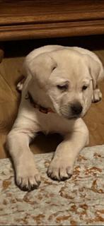 Labrador pups, 8 tot 15 weken, Labrador retriever, Parvo, Meerdere
