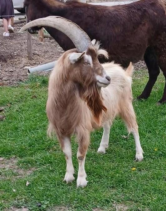 Stamboek toggenburger dekbok, Mannelijk, Geit, 0 tot 2 jaar
