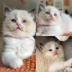 Bicolor ragdoll kittens uit geteste ouders (stamboom), Dieren en Toebehoren, Katten en Kittens | Raskatten | Langhaar, Meerdere dieren