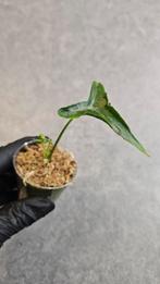 Alocasia Teletubbie, Ophalen of Verzenden, Halfschaduw, Minder dan 100 cm