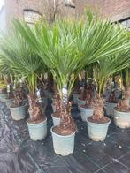 Palmbomen actie !!!, Ophalen of Verzenden, Overige soorten, Volle zon