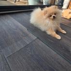 Pomeriaan pup teefje pomeranian  / dwergkees, Particulier, Keeshond, 15 weken tot 1 jaar, Buitenland