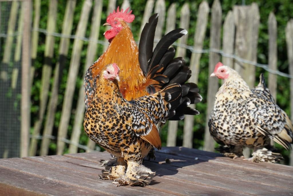 Krielkip, sabelpootkriel, hen, Dieren en Toebehoren, Pluimvee, Vrouwelijk, Kip