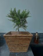 Birma Myanmar mand birmarieten mandje, Ophalen of Verzenden, Zo goed als nieuw, Rechthoekig, Riet