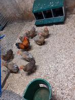 Wyandotte kriel kippen  meerzomig blauwe patrijs, Kip, Meerdere dieren