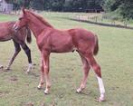 Prachtig hengstveulen van Akarad Hero Z., Dieren en Toebehoren, Met stamboom, Springpaard, Niet van toepassing, 0 tot 2 jaar