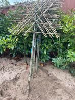 Lei fruit. Lei Liquidambar. Lei plataan, Lente, Perenboom, Ophalen of Verzenden, 250 tot 400 cm