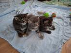 3 prachtige Maine Coon kittens met stamboom, Meerdere dieren, Gechipt