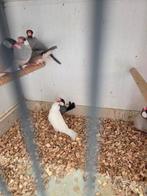 Diverse tropen, Dieren en Toebehoren, Vogels | Overige Vogels, Meerdere dieren, Tropenvogel